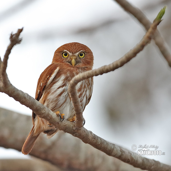 Kulíšek patagonský (Glaucidium brasillianum)