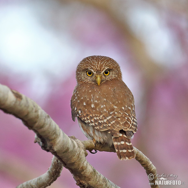 Kulíšek patagonský (Glaucidium brasillianum)