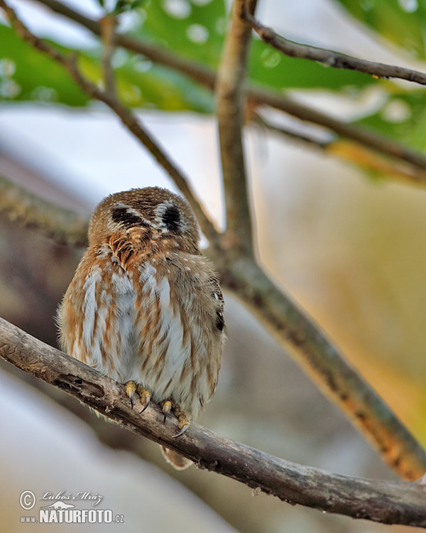 Kulíšek patagonský (Glaucidium brasillianum)