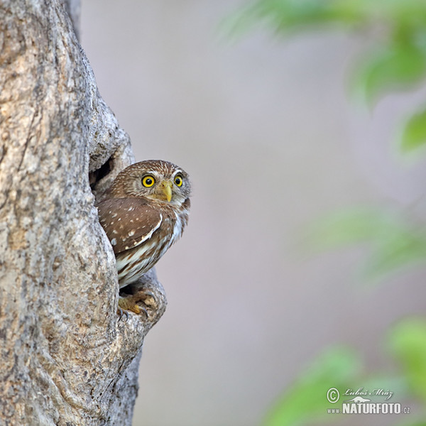 Kulíšek patagonský (Glaucidium brasillianum)