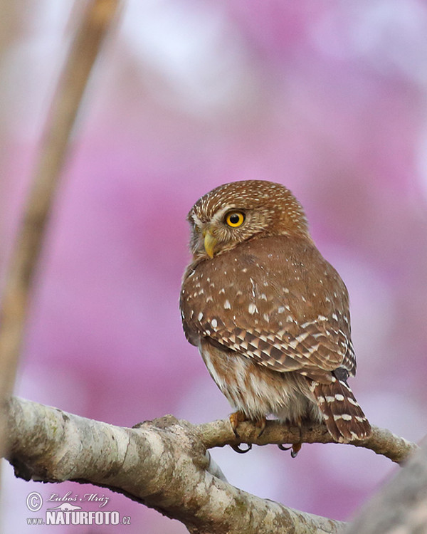 Kulíšek patagonský (Glaucidium brasillianum)