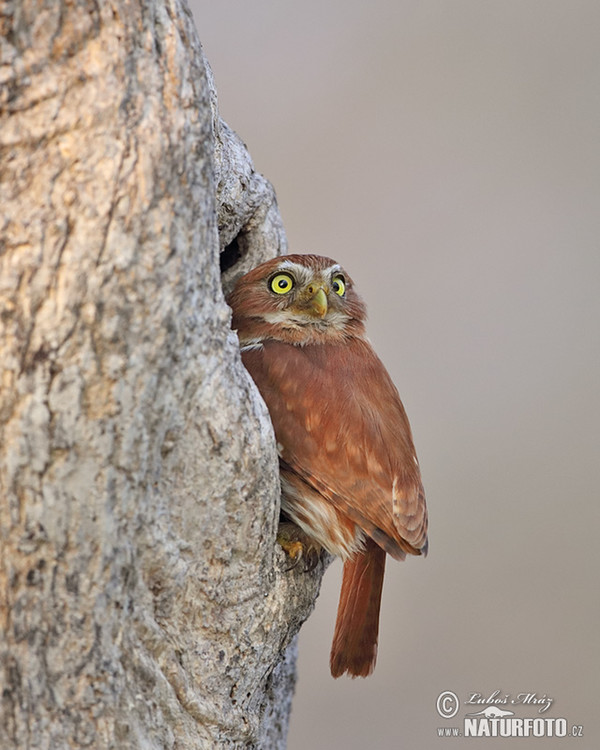 Kulíšek patagonský (Glaucidium brasillianum)