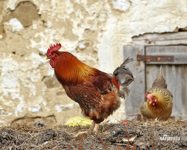 Kur domácí- samec a samice (Gallus domesticus)