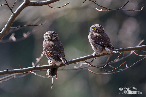 Kuvičok vrabčí (Glaucidium passerinum)