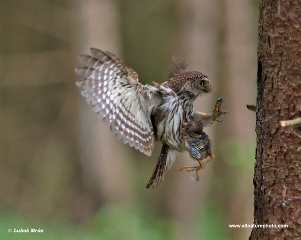 Kuvičok vrabčí (Glaucidium passerinum)