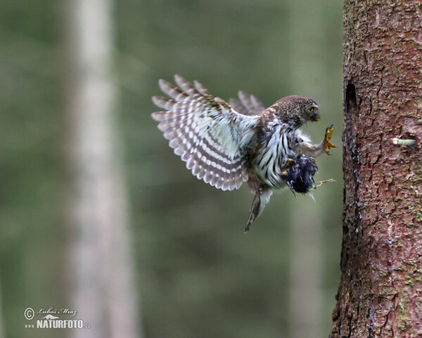 Kuvičok vrabčí (Glaucidium passerinum)