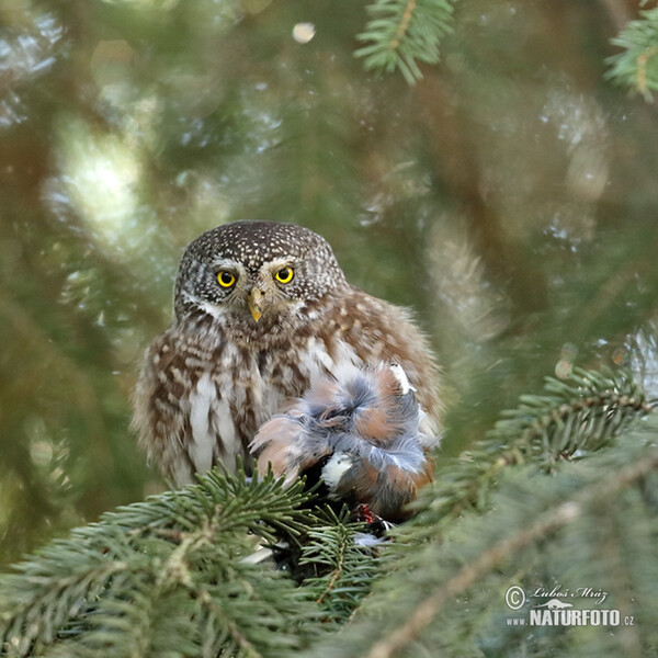 Kuvičok vrabčí (Glaucidium passerinum)