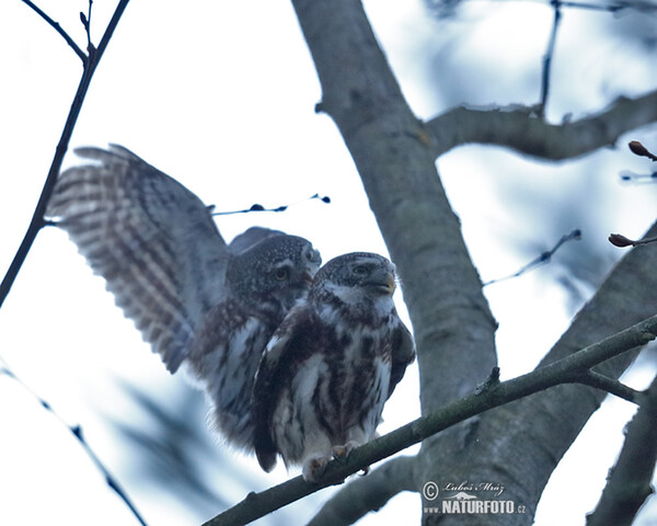 Kuvičok vrabčí (Glaucidium passerinum)