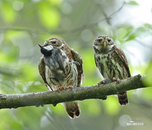 Kuvičok vrabčí (Glaucidium passerinum)