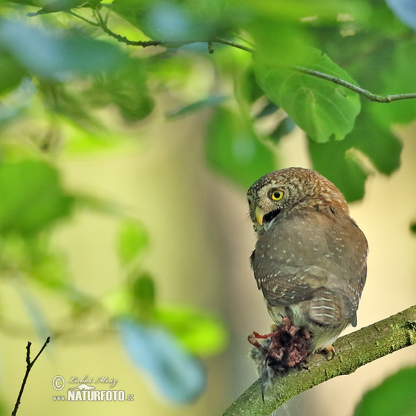 Kuvičok vrabčí (Glaucidium passerinum)