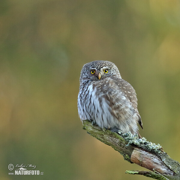 Kuvičok vrabčí (Glaucidium passerinum)