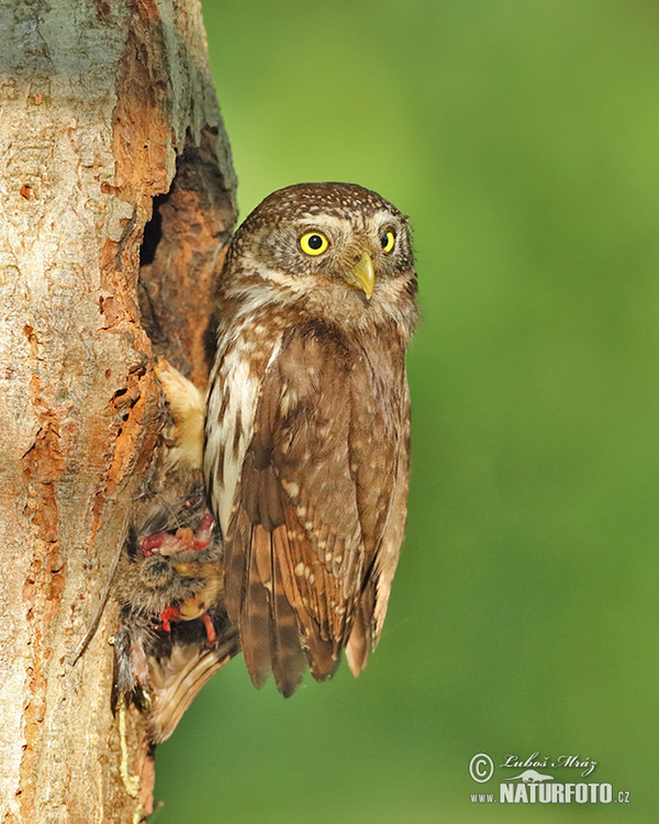 Kuvičok vrabčí (Glaucidium passerinum)