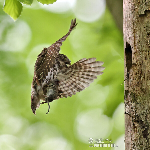 Kuvičok vrabčí (Glaucidium passerinum)