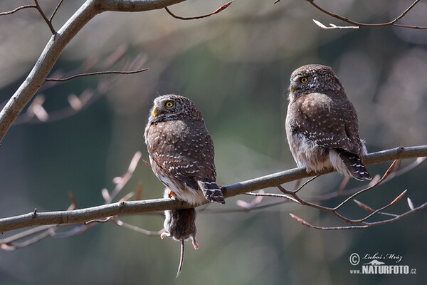 Kuvičok vrabčí (Glaucidium passerinum)