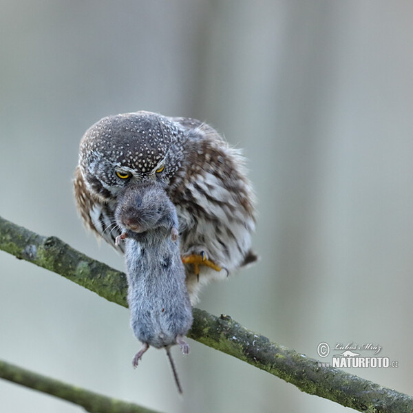 Kuvičok vrabčí (Glaucidium passerinum)