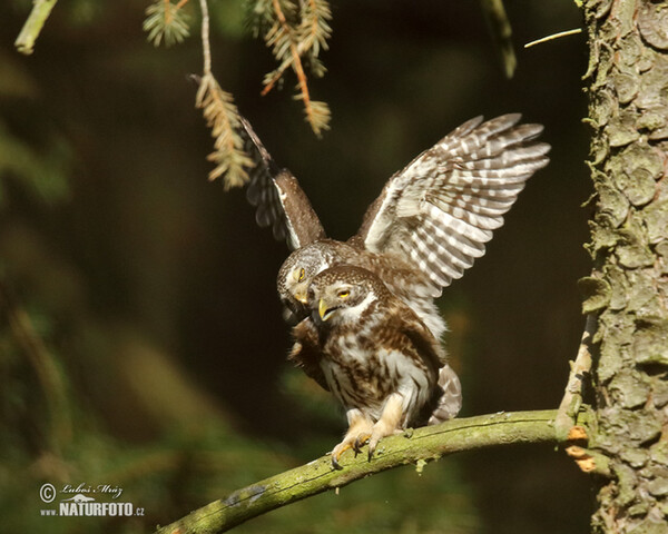 Kuvičok vrabčí (Glaucidium passerinum)