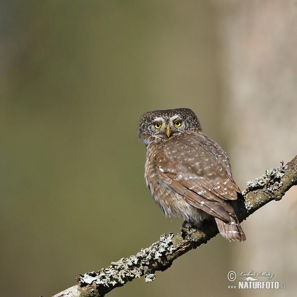 Kuvičok vrabčí (Glaucidium passerinum)