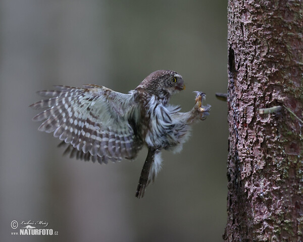 Kuvičok vrabčí (Glaucidium passerinum)
