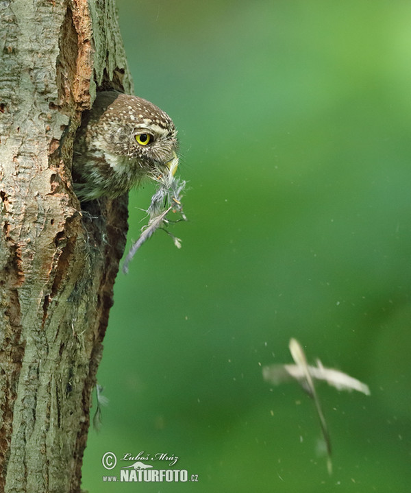 Kuvičok vrabčí (Glaucidium passerinum)