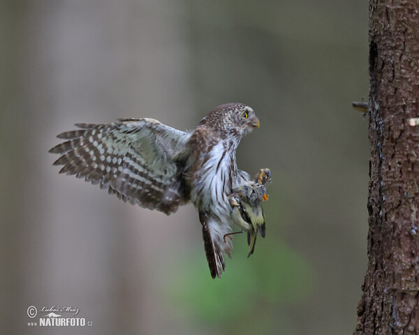 Kuvičok vrabčí (Glaucidium passerinum)
