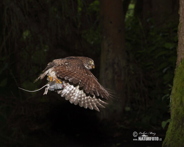 Kuvičok vrabčí (Glaucidium passerinum)