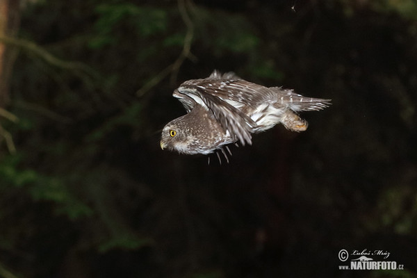 Kuvičok vrabčí (Glaucidium passerinum)