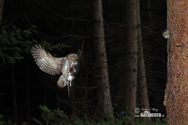 Kuvičok vrabčí (Glaucidium passerinum)