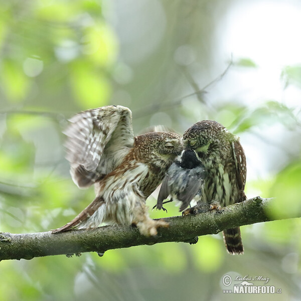 Kuvičok vrabčí (Glaucidium passerinum)