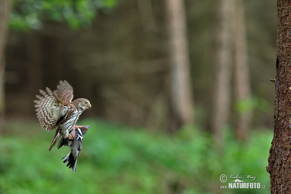 Kuvičok vrabčí (Glaucidium passerinum)
