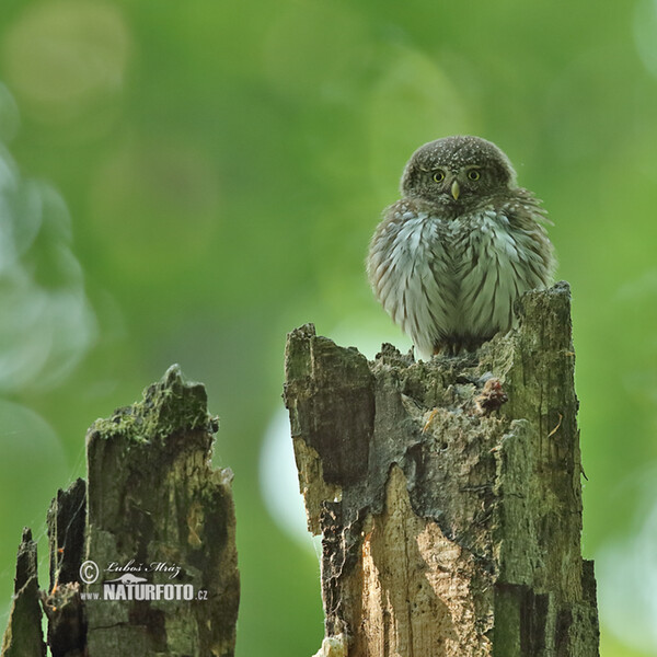 Kuvičok vrabčí (Glaucidium passerinum)