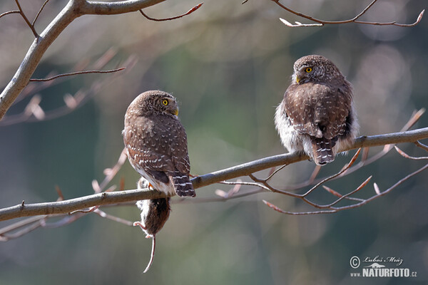 Kuvičok vrabčí (Glaucidium passerinum)