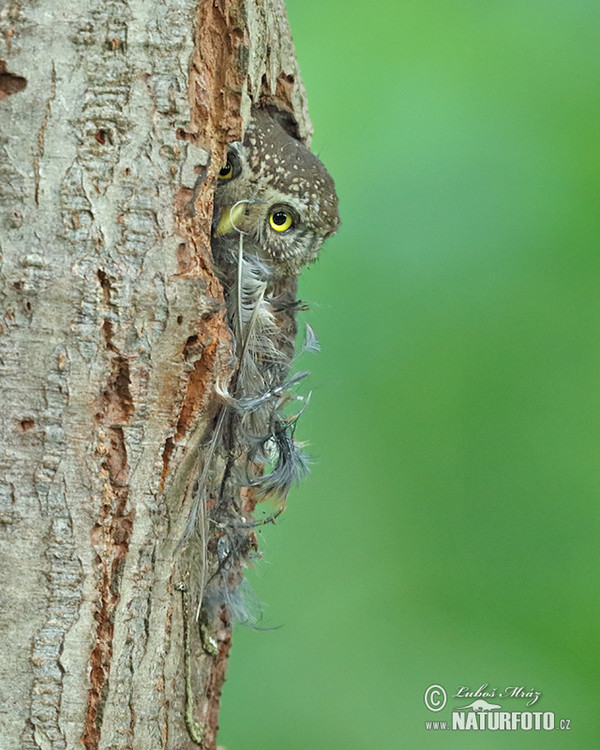 Kuvičok vrabčí (Glaucidium passerinum)
