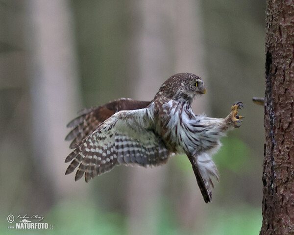 Kuvičok vrabčí (Glaucidium passerinum)