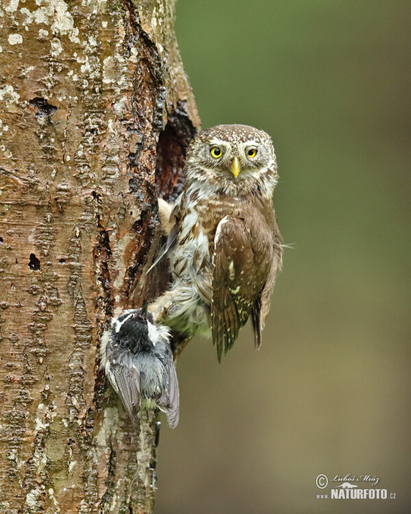 Kuvičok vrabčí (Glaucidium passerinum)