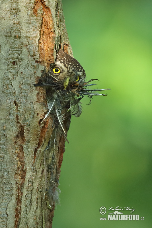 Kuvičok vrabčí (Glaucidium passerinum)