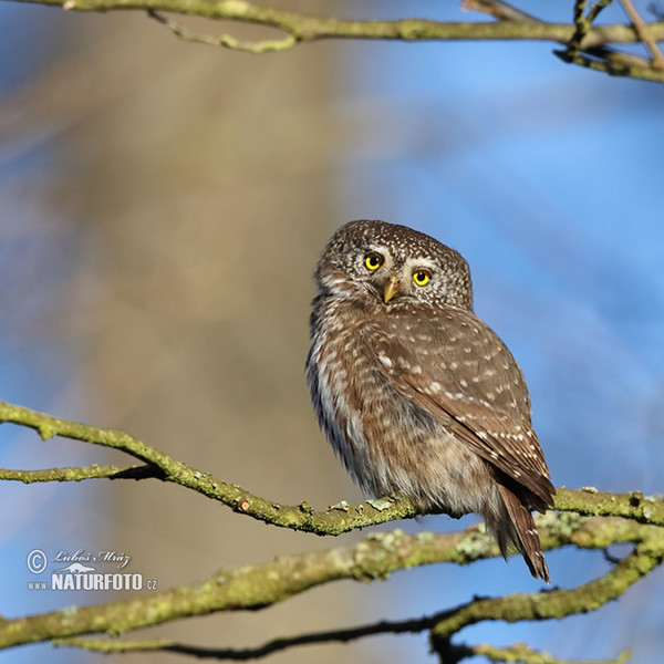 Kuvičok vrabčí (Glaucidium passerinum)