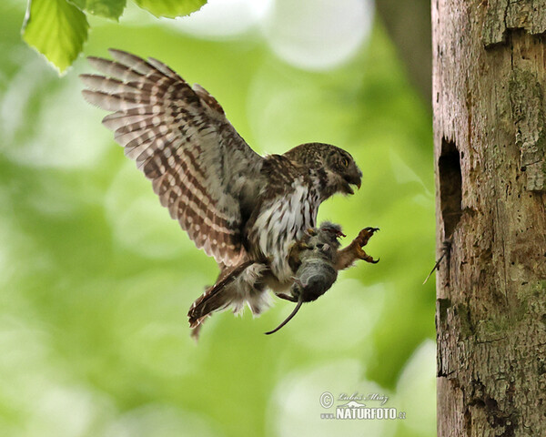 Kuvičok vrabčí (Glaucidium passerinum)