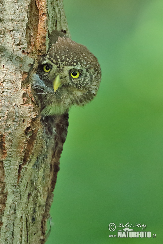 Kuvičok vrabčí (Glaucidium passerinum)