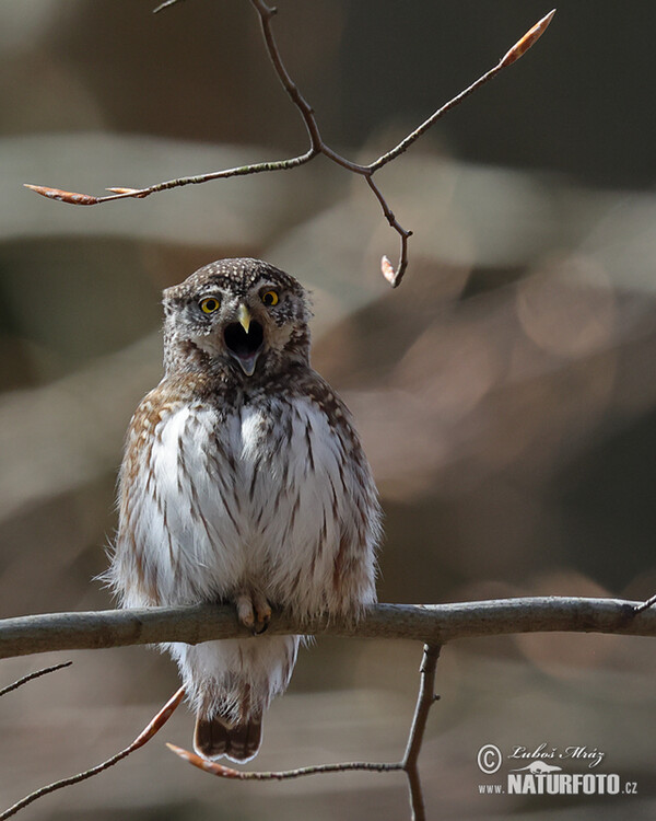 Kuvičok vrabčí (Glaucidium passerinum)