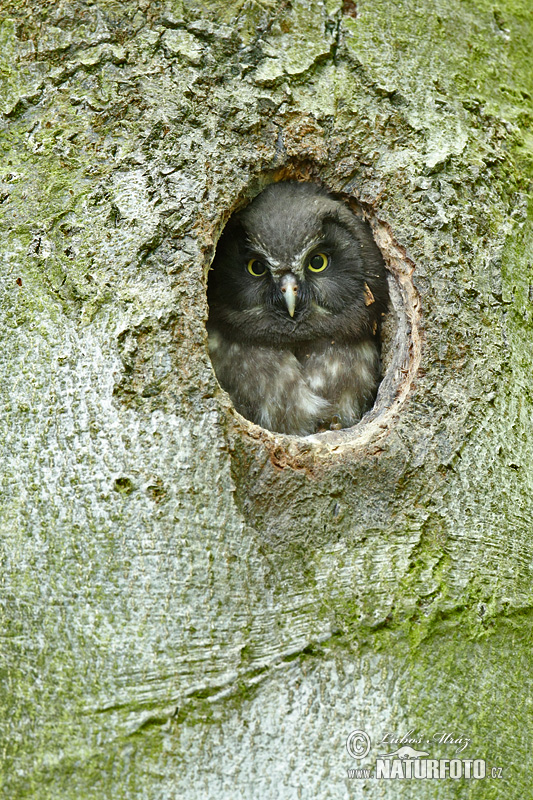 Kuvik kapcavý (Aegolius funereus)