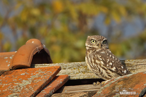 Kuvik plačlivý obyčajný (Athene noctua)