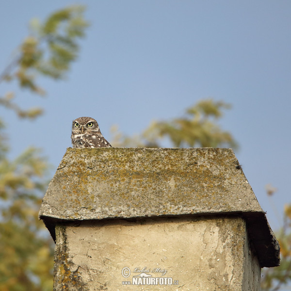 Kuvik plačlivý obyčajný (Athene noctua)