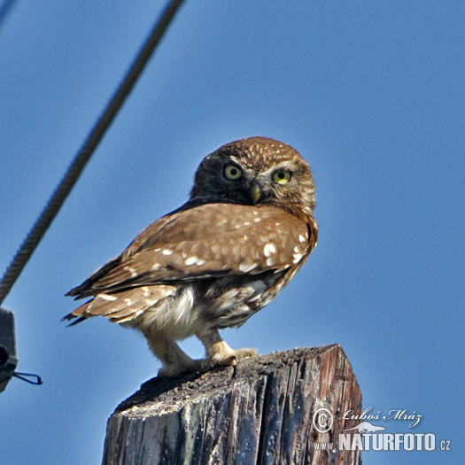 Kuvik plačlivý obyčajný (Athene noctua)