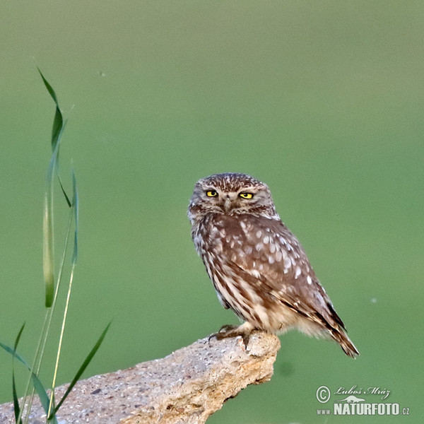 Kuvik plačlivý obyčajný (Athene noctua)