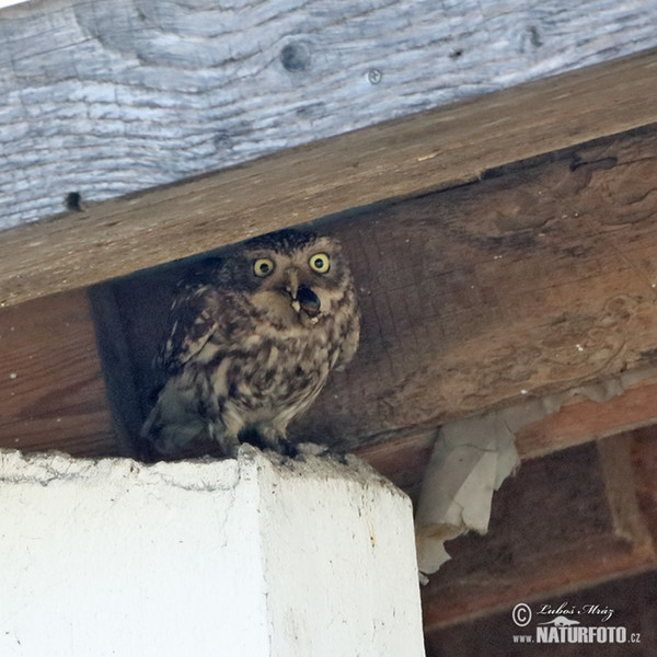 Kuvik plačlivý obyčajný (Athene noctua)