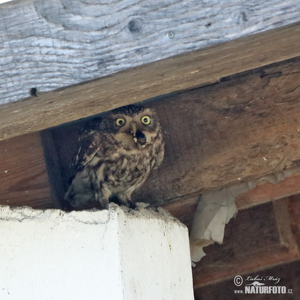 Kuvik plačlivý obyčajný (Athene noctua)