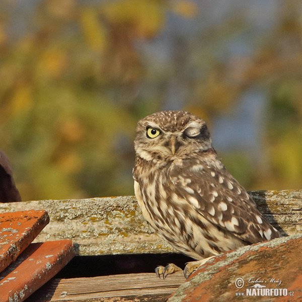 Kuvik plačlivý obyčajný (Athene noctua)