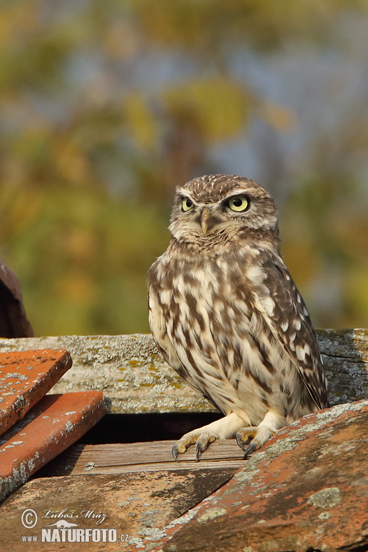 Kuvik plačlivý obyčajný (Athene noctua)