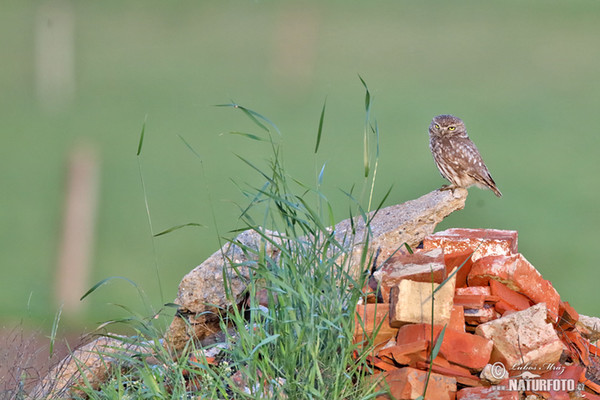 Kuvik plačlivý obyčajný (Athene noctua)