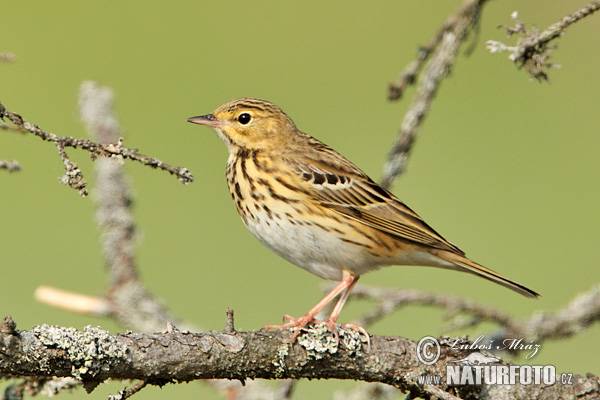 Labtuška hôrna lesná (Anthus trivialis)